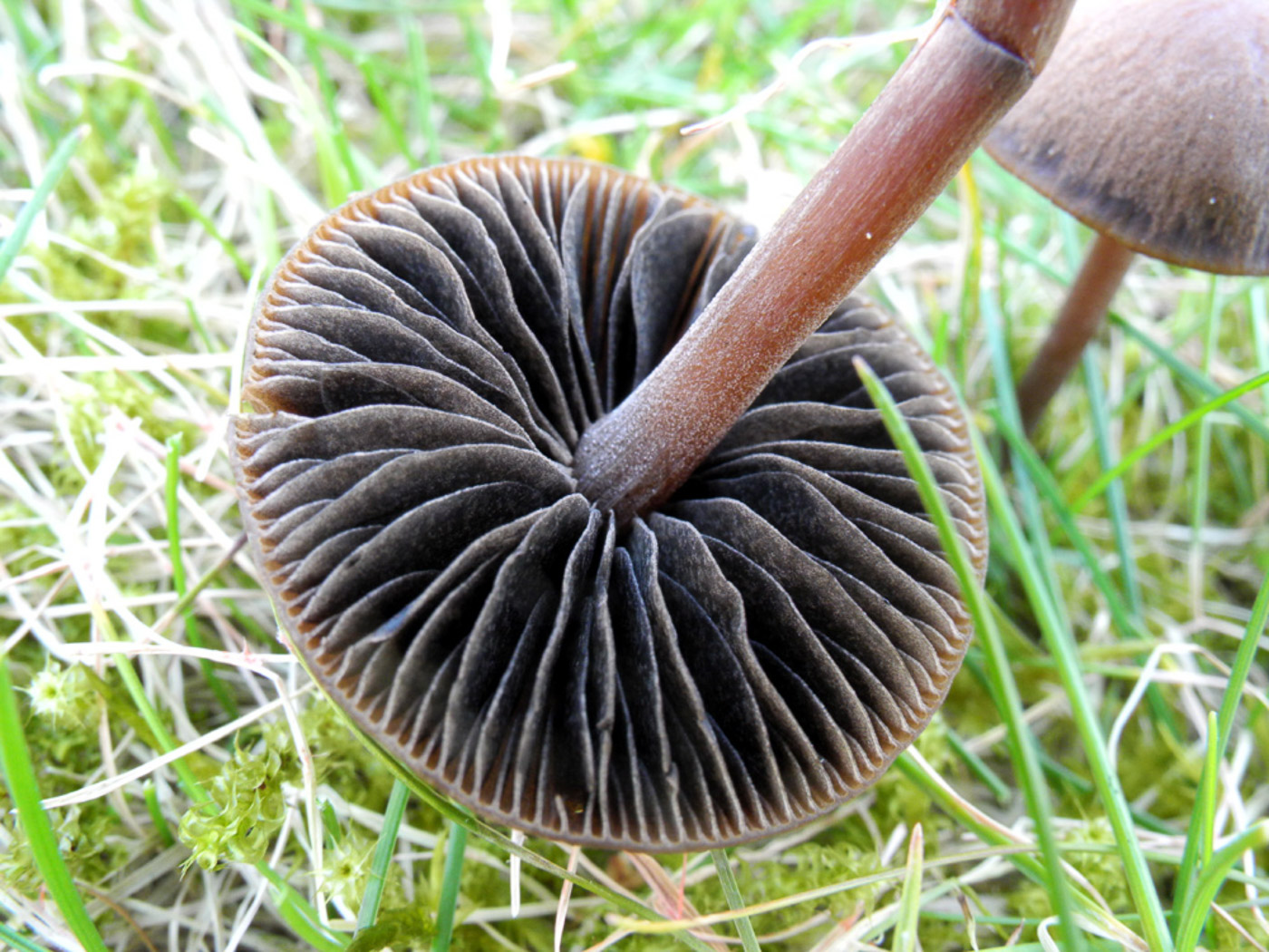 Photo © Tony Knight Panaeolus acuminatus by Tony Knight